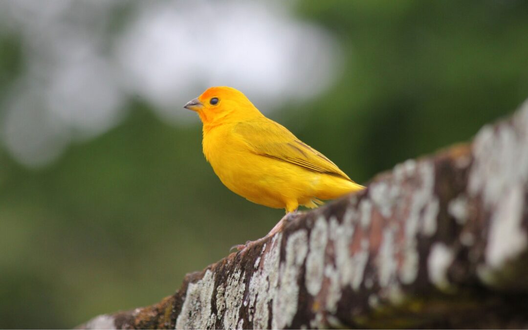 Canary in the Coal Mine or Canary in the Classroom?